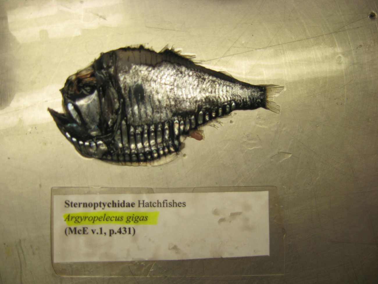 The giant hatchetfish (Argyropelecus gigas)