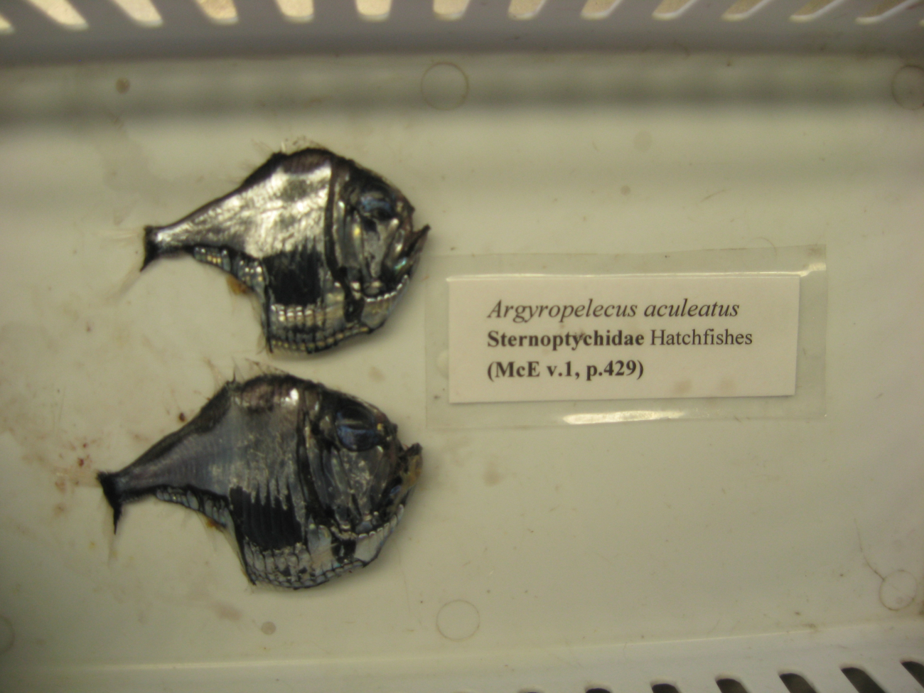 The Atlantic silver hatchetfish (Argyropelecus aculeatus)