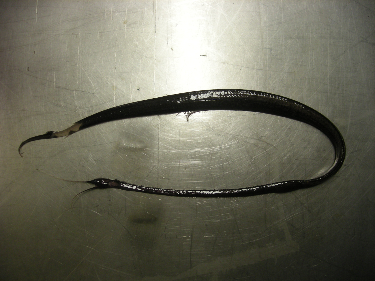 Boxer snipe eel (Nemichthys curvirostris)