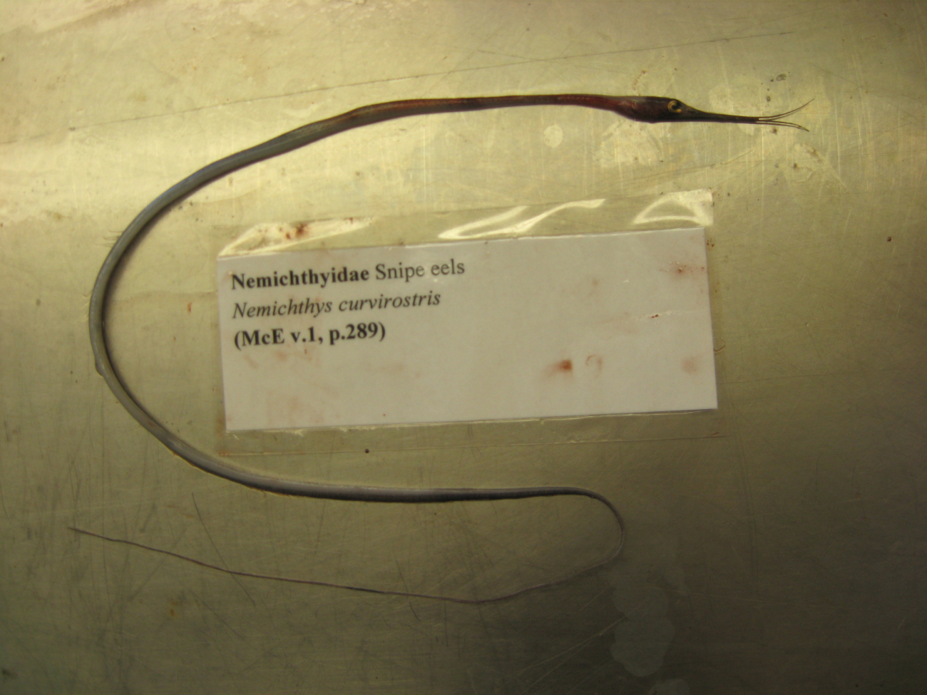 Boxer snipe eel (Nemichthys curvirostris)