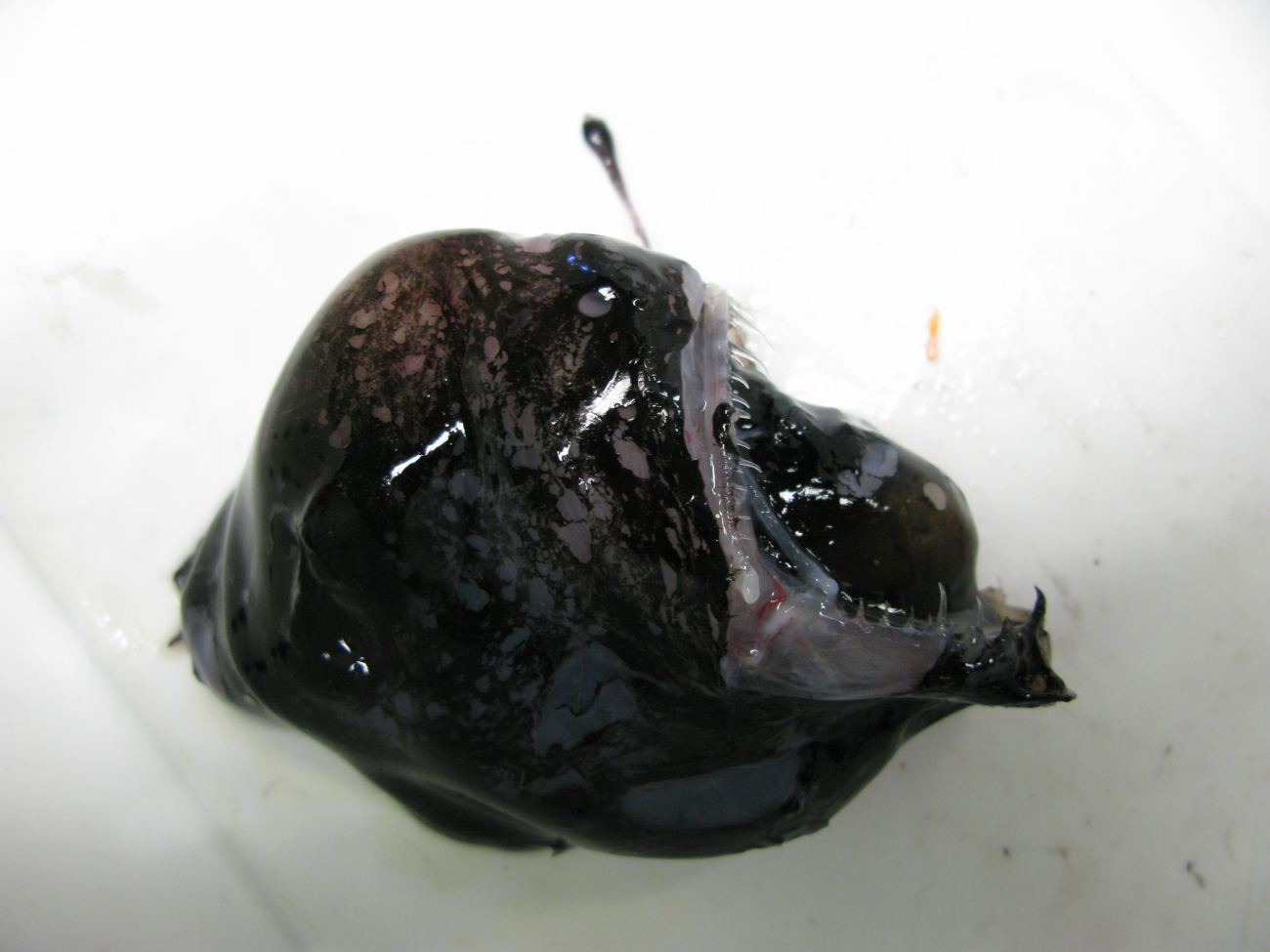 Anglerfish (Melanocetus sp