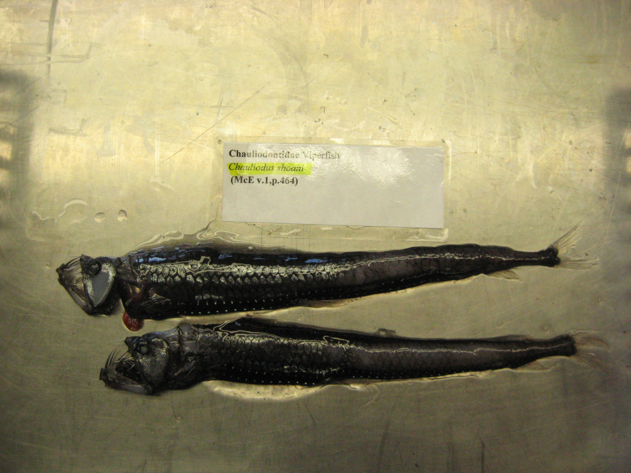 Viperfish (Chauliodus shoani)