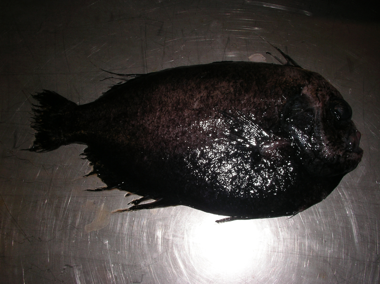 Unidentified deep sea fish