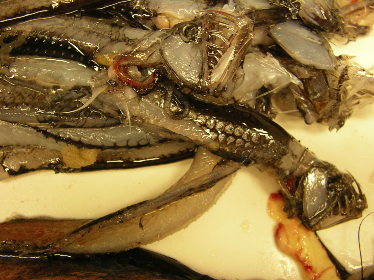 Viperfish (Chauliodus shoani)