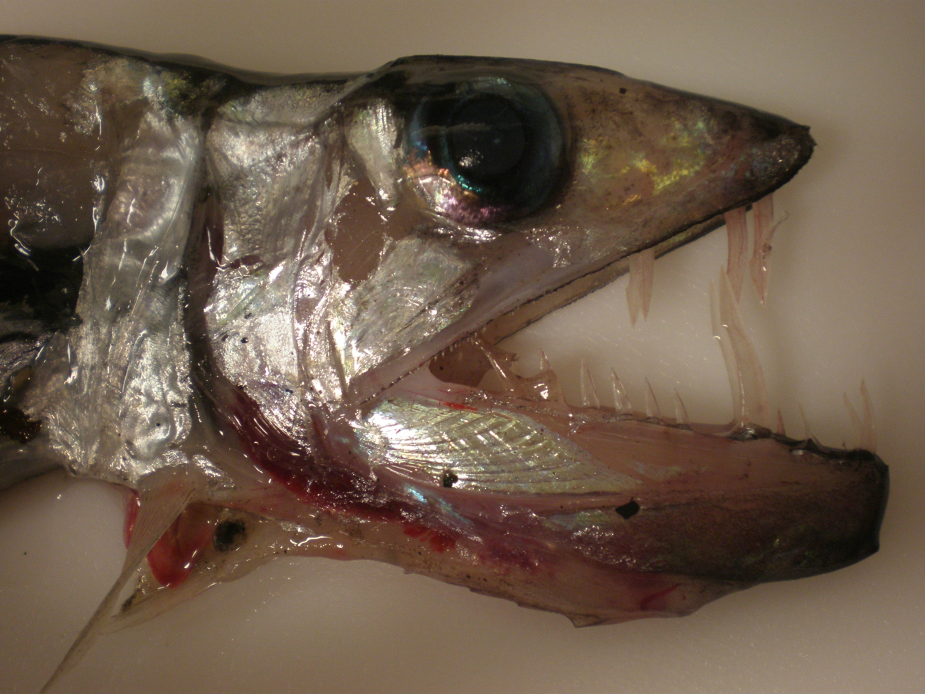 Fearsome looking unidentified deep sea fish