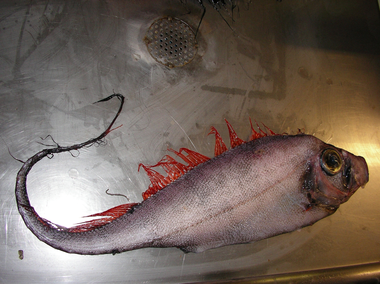 Scalloped ribbonfish (Zu cristatus)