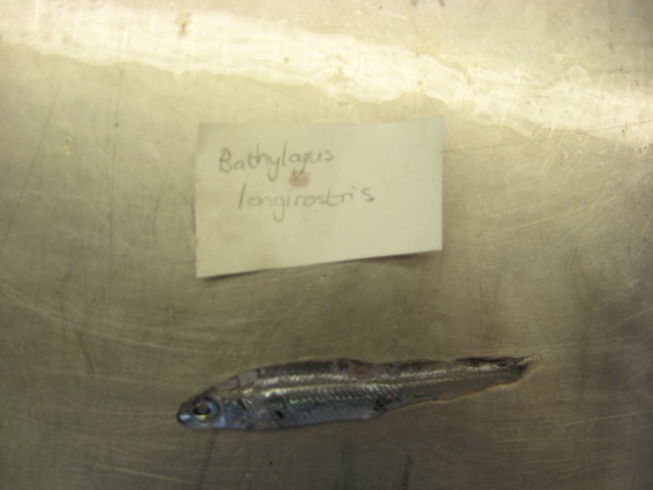 Longsnout blacksmelt (Dolicholagus longirostris has replaced the earliername of Bathylagus longirostris)