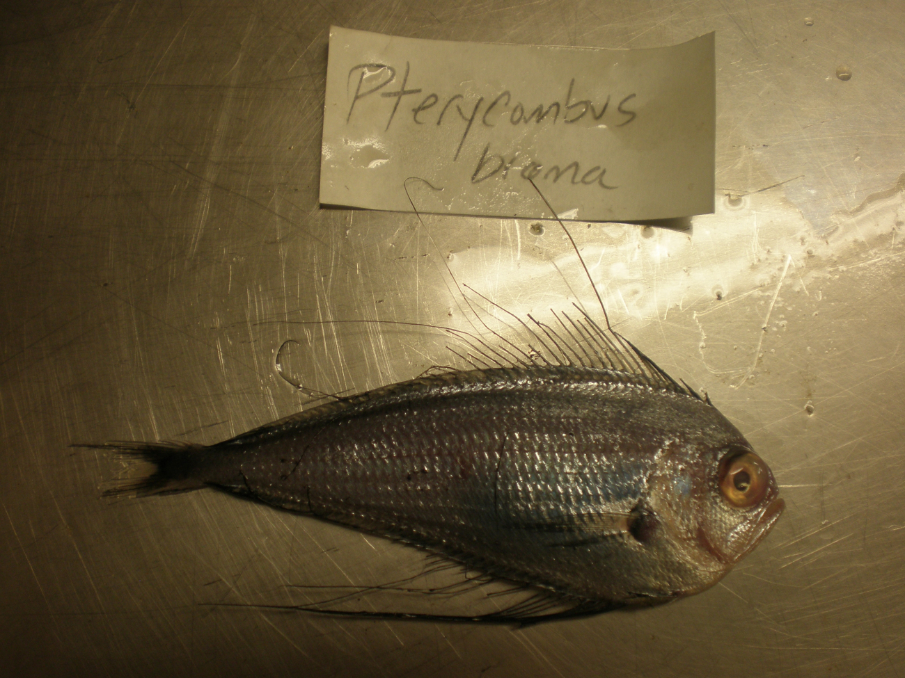 Atlantic fanfish (Pterycombus brama)
