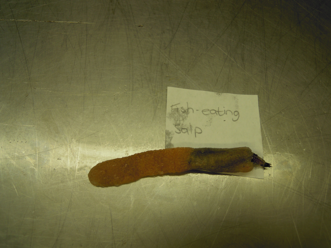 A fish-eating salp with a partially ingested fish