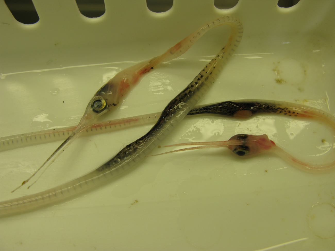Boxer snipe eels (Nemichthys curvirostris)