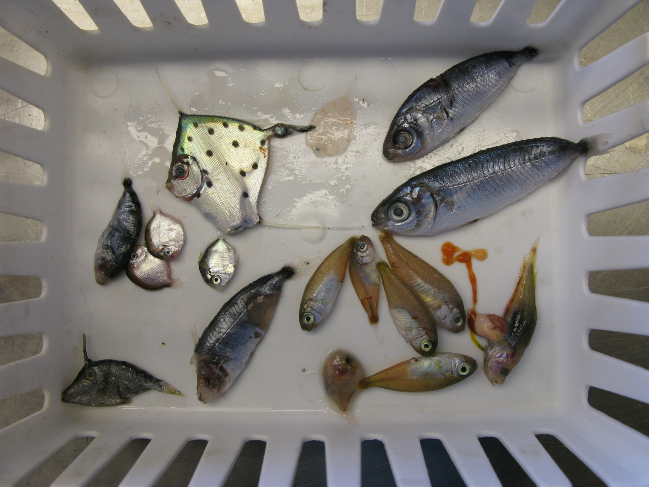 Sorting bin of various deep sea fish captured during trawl surveys