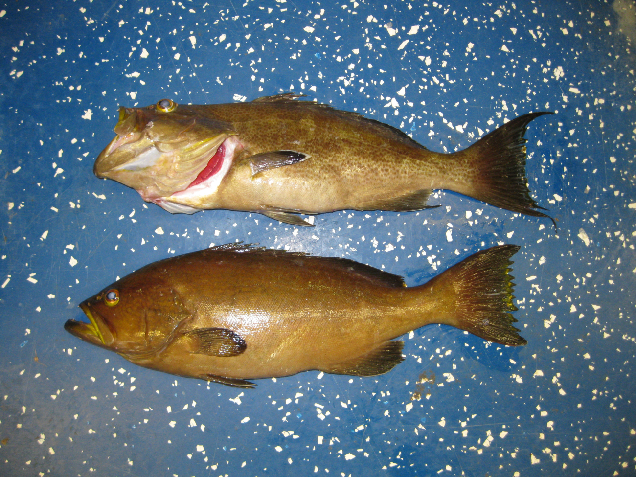 Top - scamp grouper (Mycteroperca phenax)