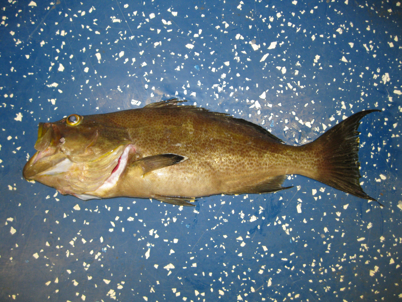 Scamp grouper (Mycteroperca phenax)