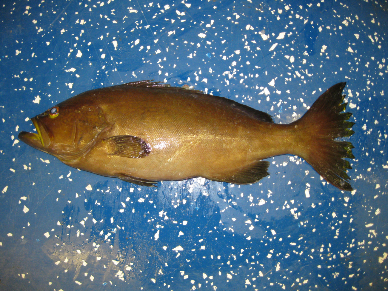 Yellow mouth grouper (Mycteroperca interstitialis)