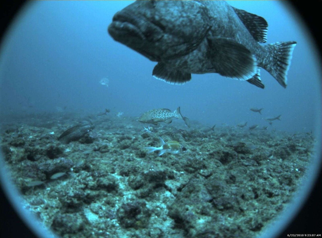 Marbled grouper (Dermatolepis inermis) in foreground; scamp grouper (Mycteroperca phenax) in center distance; and assemblage of otherfish