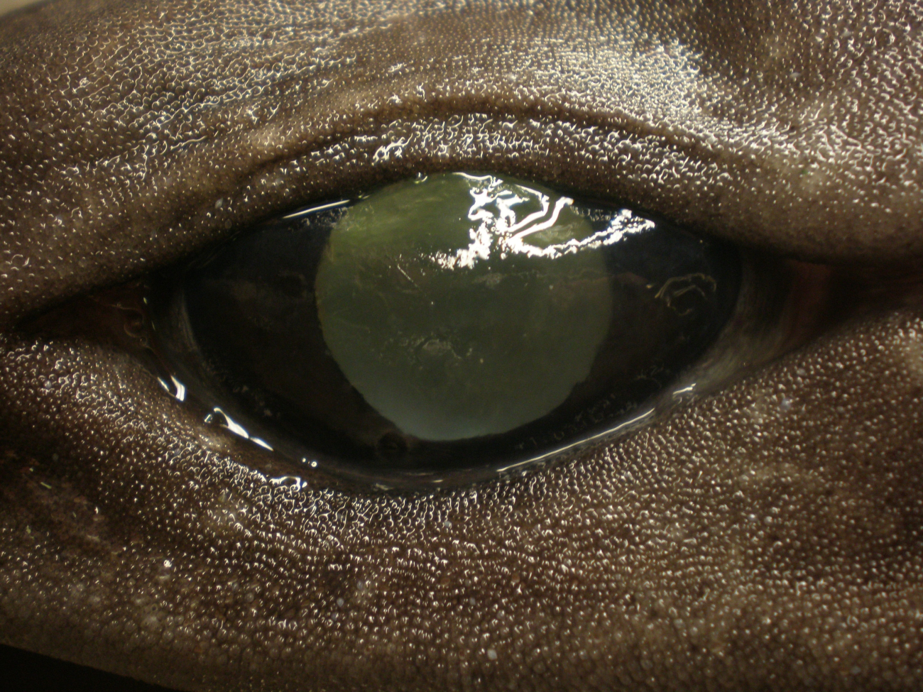 A squaliform shark (Centrophorus sp