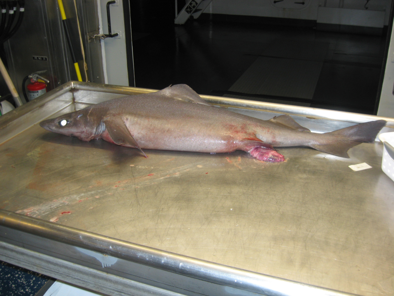 A squaliform shark (Centrophorus sp