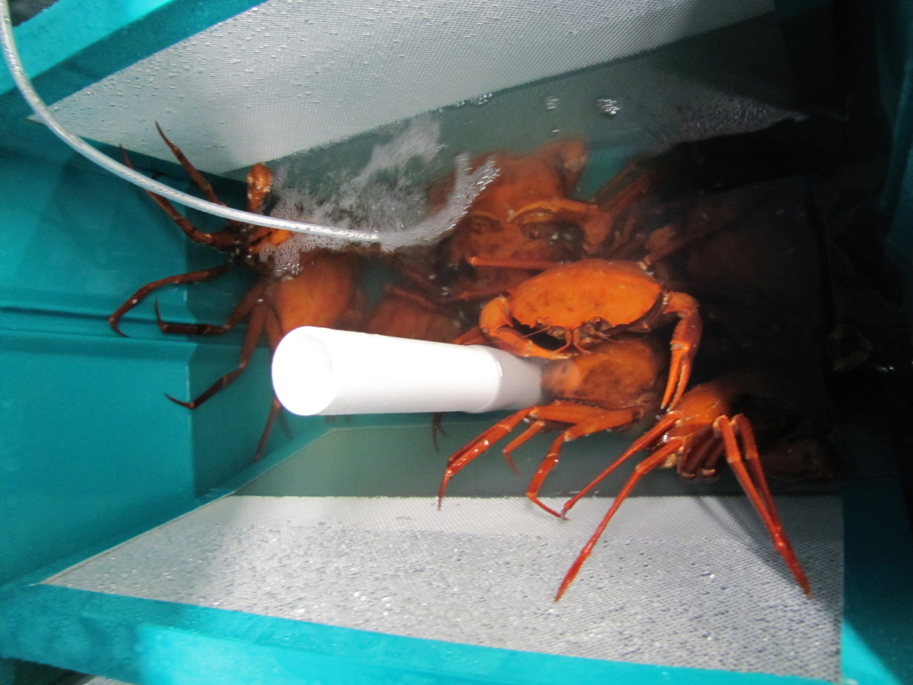 Deep sea red crabs (Chaceon quinquedens)