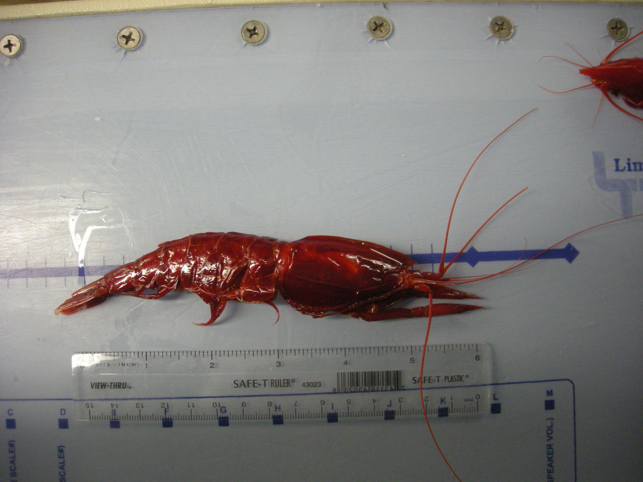 Deep sea shrimp (Oplophorus sp