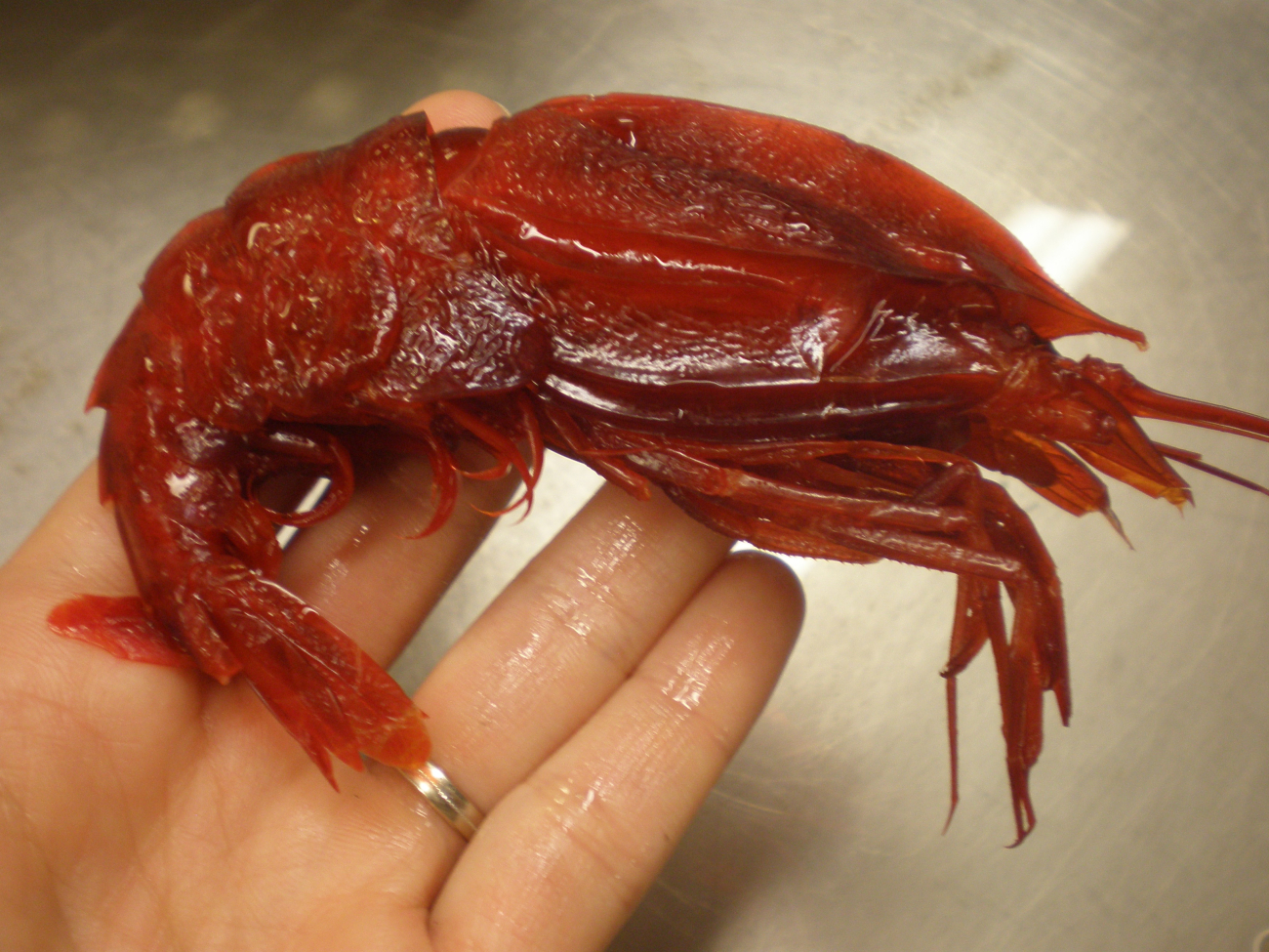 Large red deep sea shrimp (Notostomus gibbosus)