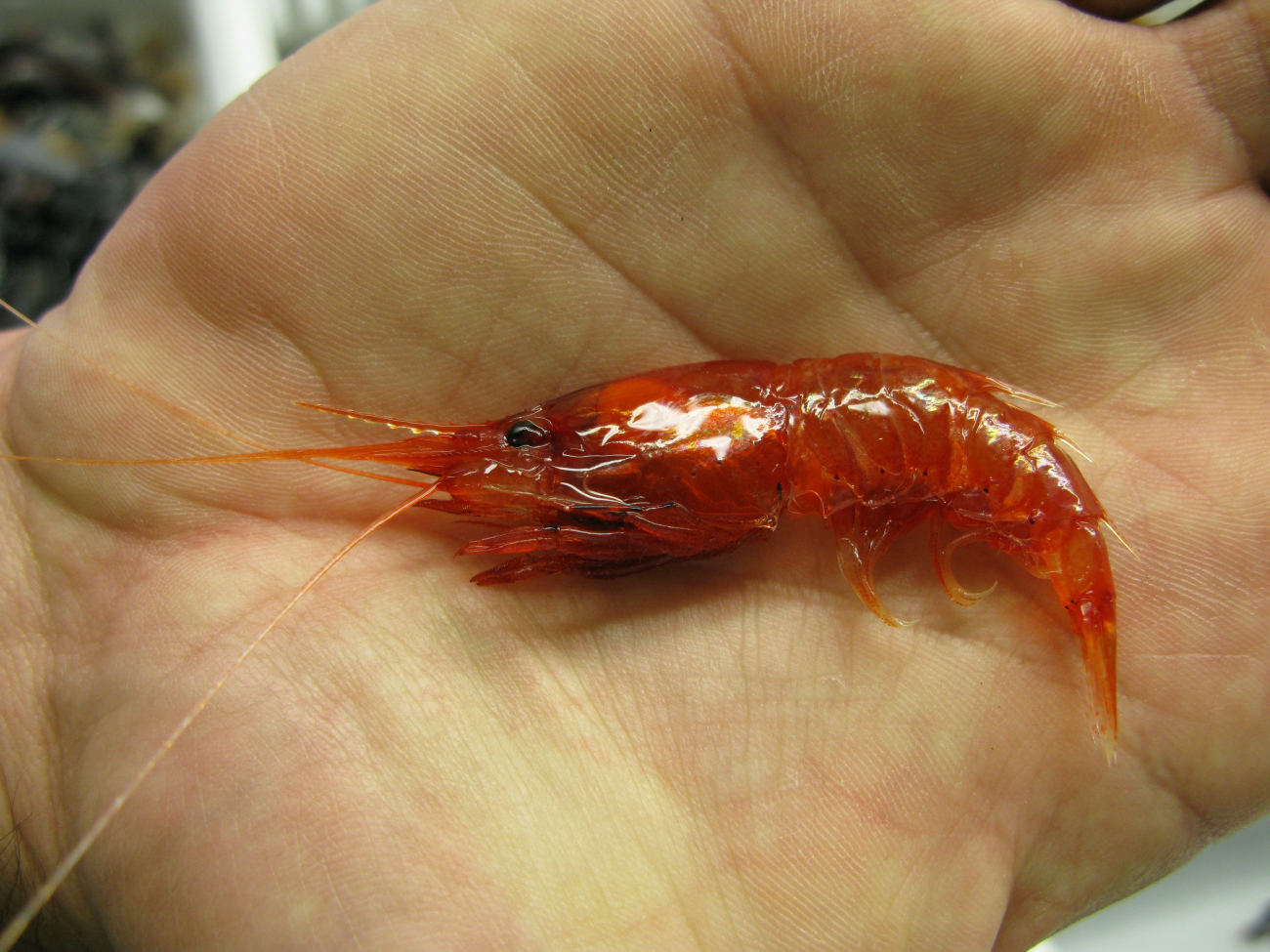 A red deep sea shrimp (Oplophorus sp