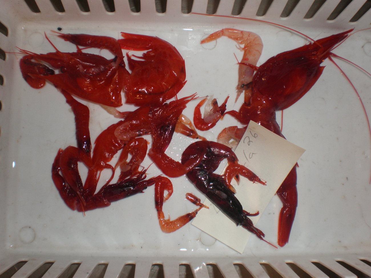 Various species of shrimp in a collecting pan