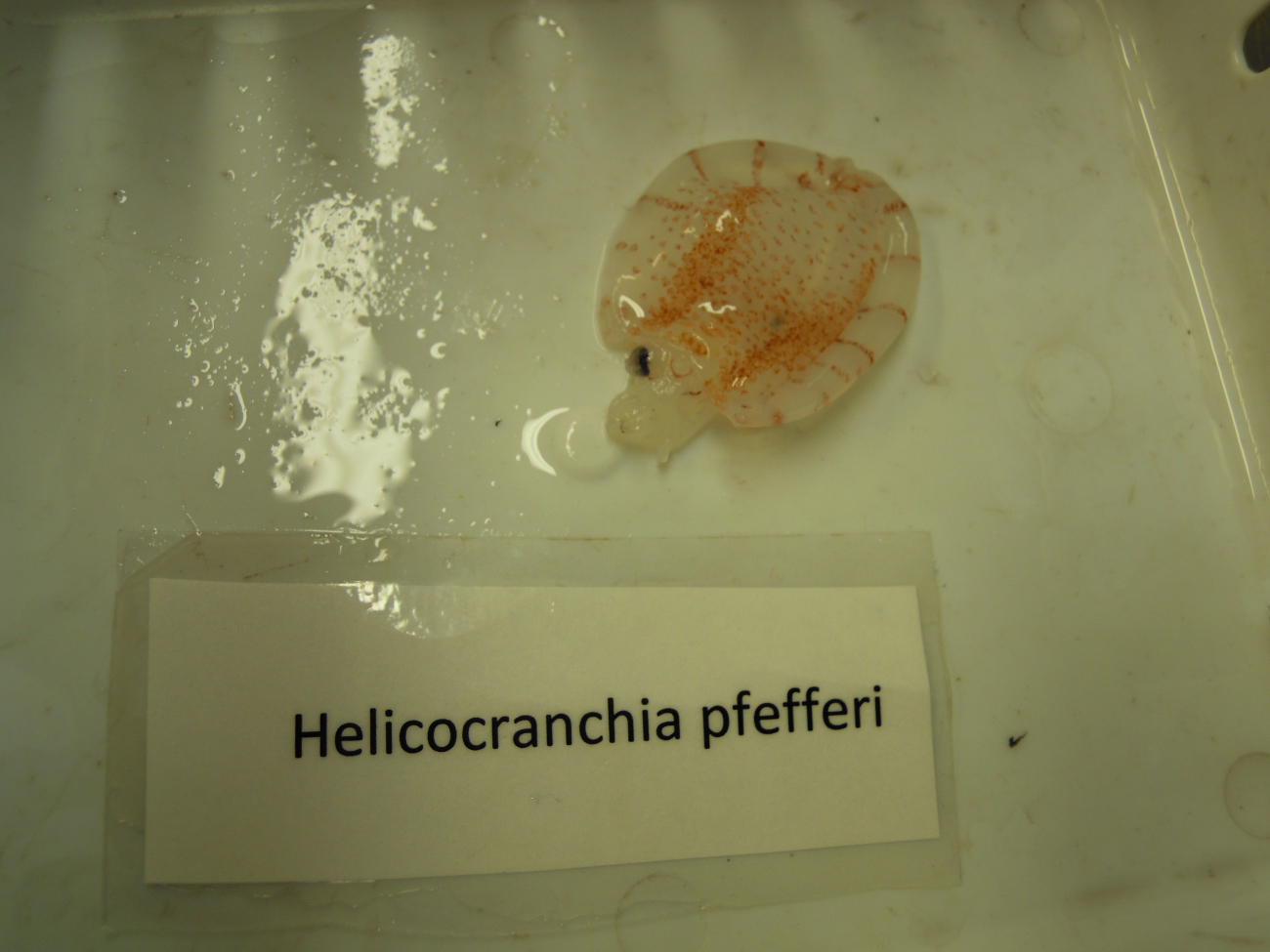 Baby squid (Helicocranchia pfefferi)