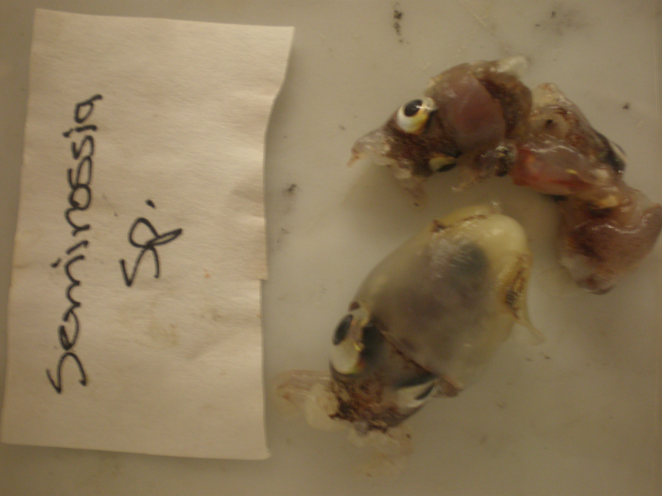 Bobtail squid (Semirossia sp