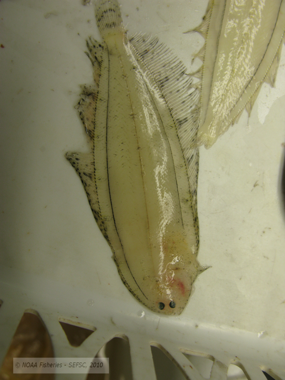 Flatfish larvae