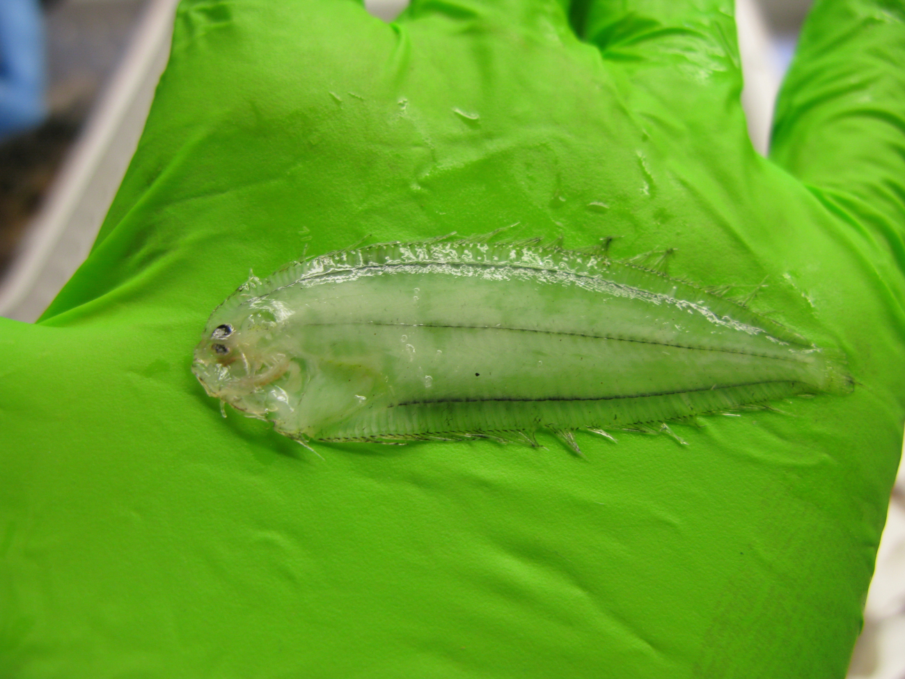 A juvenile flatfish