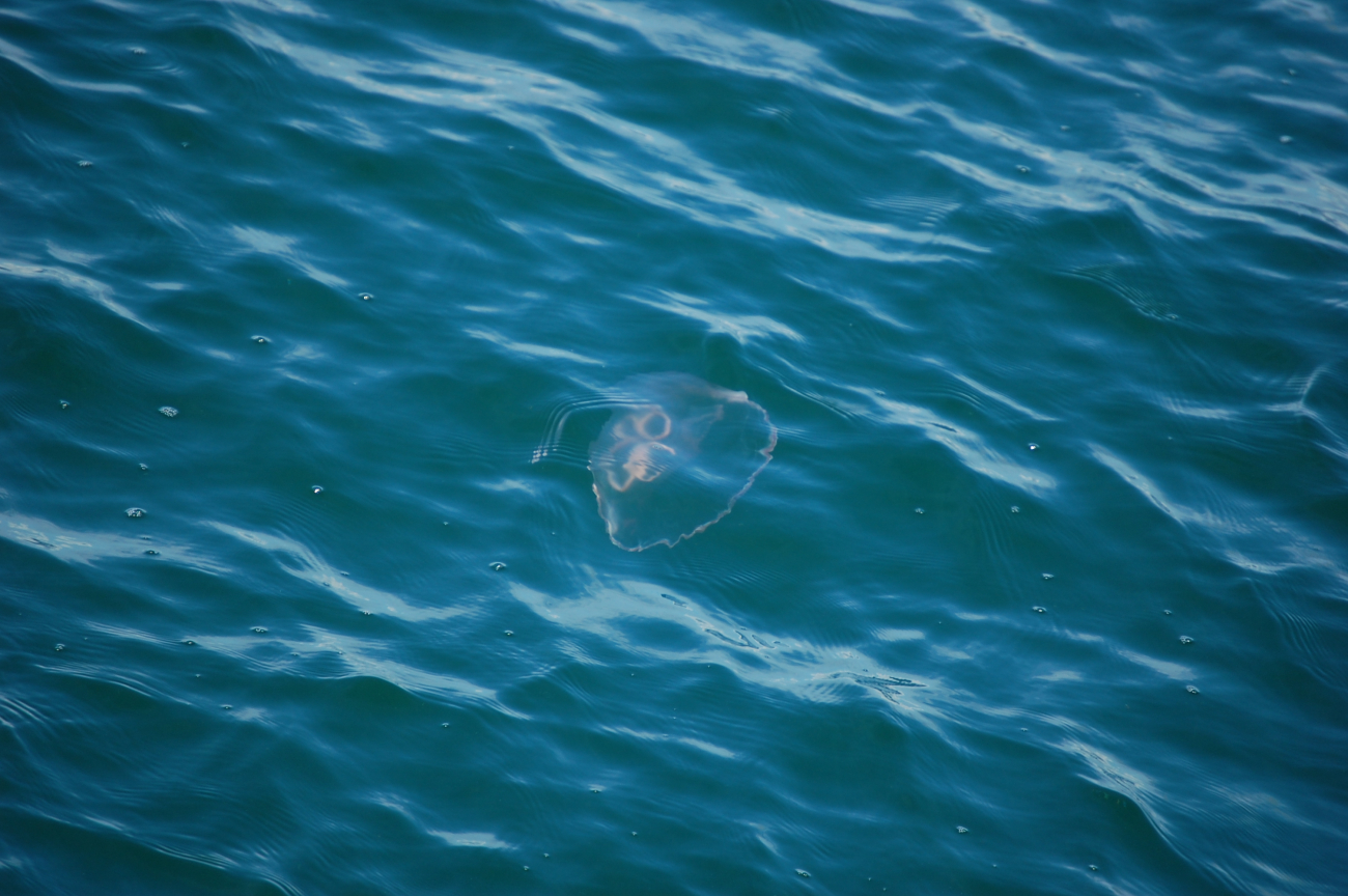 Jellyfish seen on surface