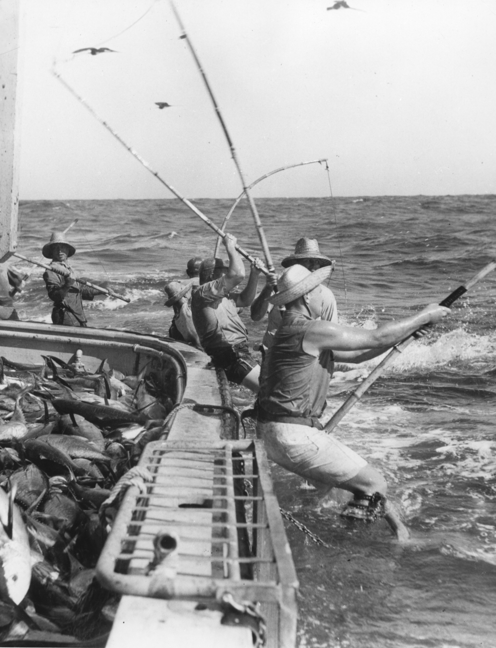Fishermen catching yellowfin tuna in the racks on the BCF researchvessel HUGH M