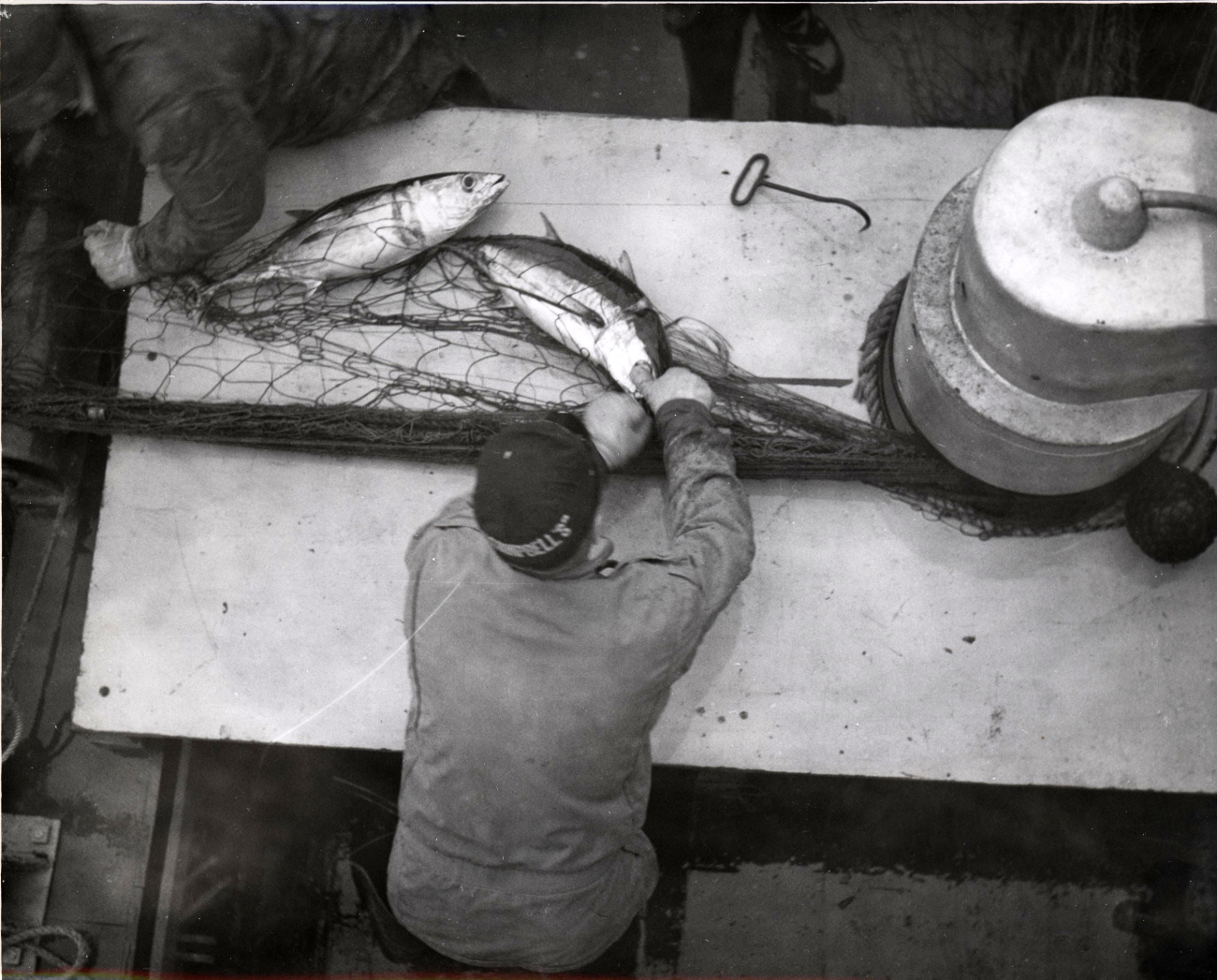 Removing albacore tuna from a gillnet