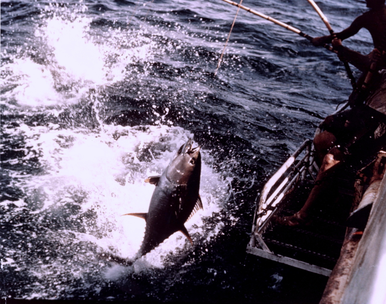 Landing a yellowfin tuna aboard the BCF research vessel UNDAUNTED