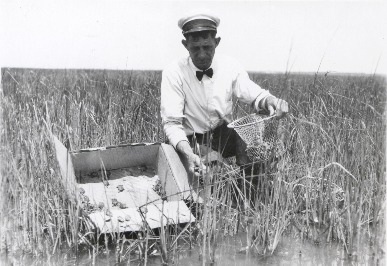 Captain Hatsell releasing 10-month old baby terrapins in salt marsh area