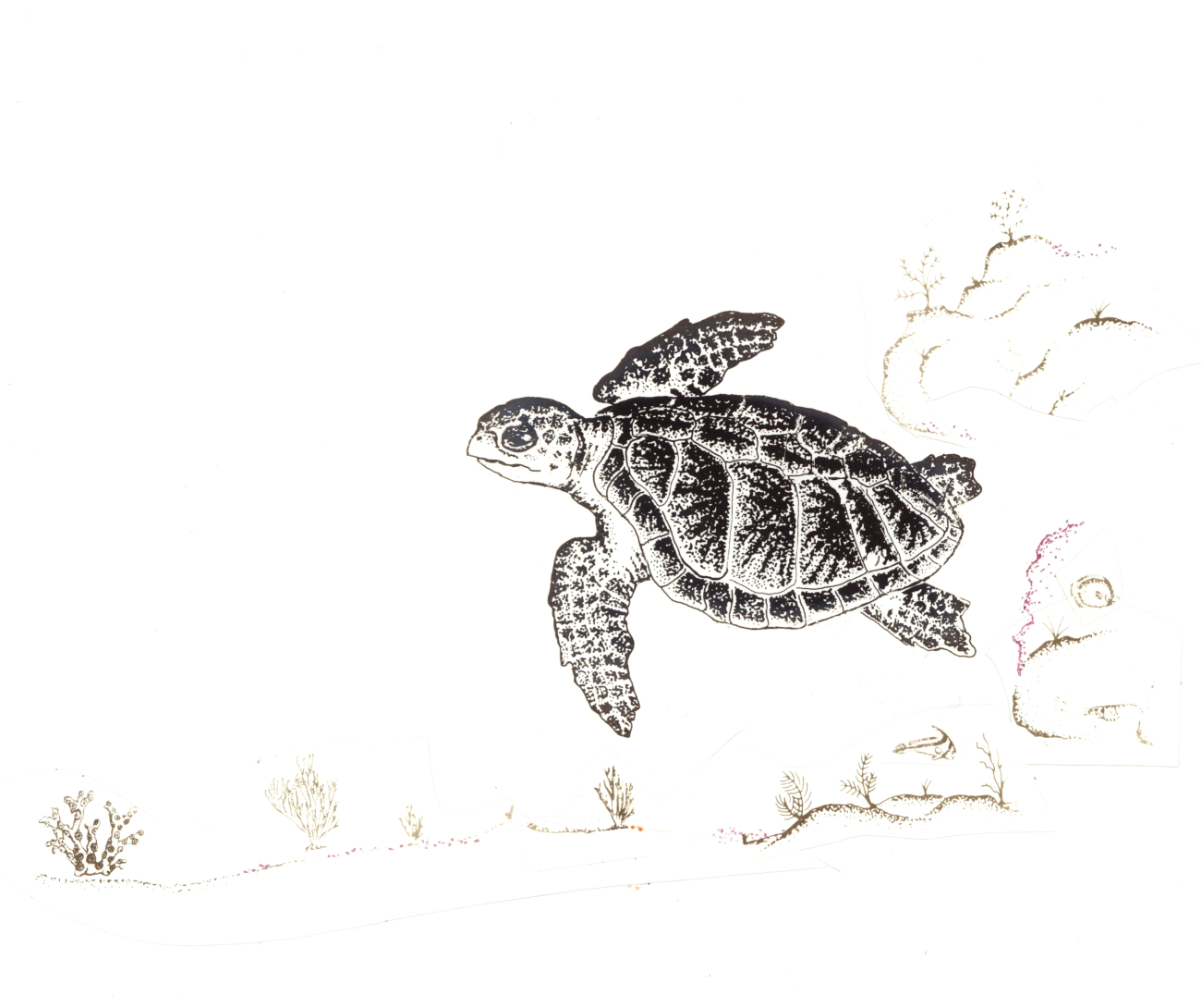 Drawing of Kemp's Ridley sea turtle