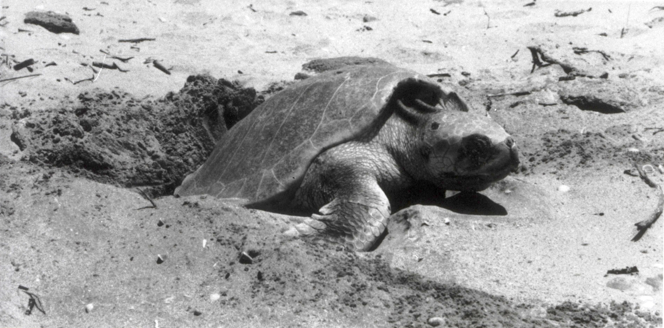 A turtle laying eggs on a Southeast United States or Gulf Coast beach