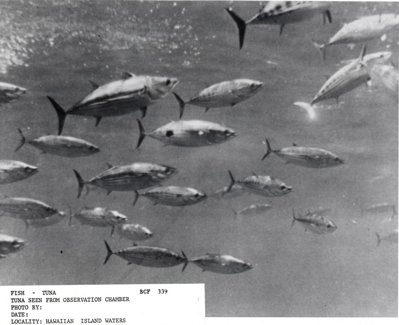 Tuna seen from observation chamber of BCF research vessel