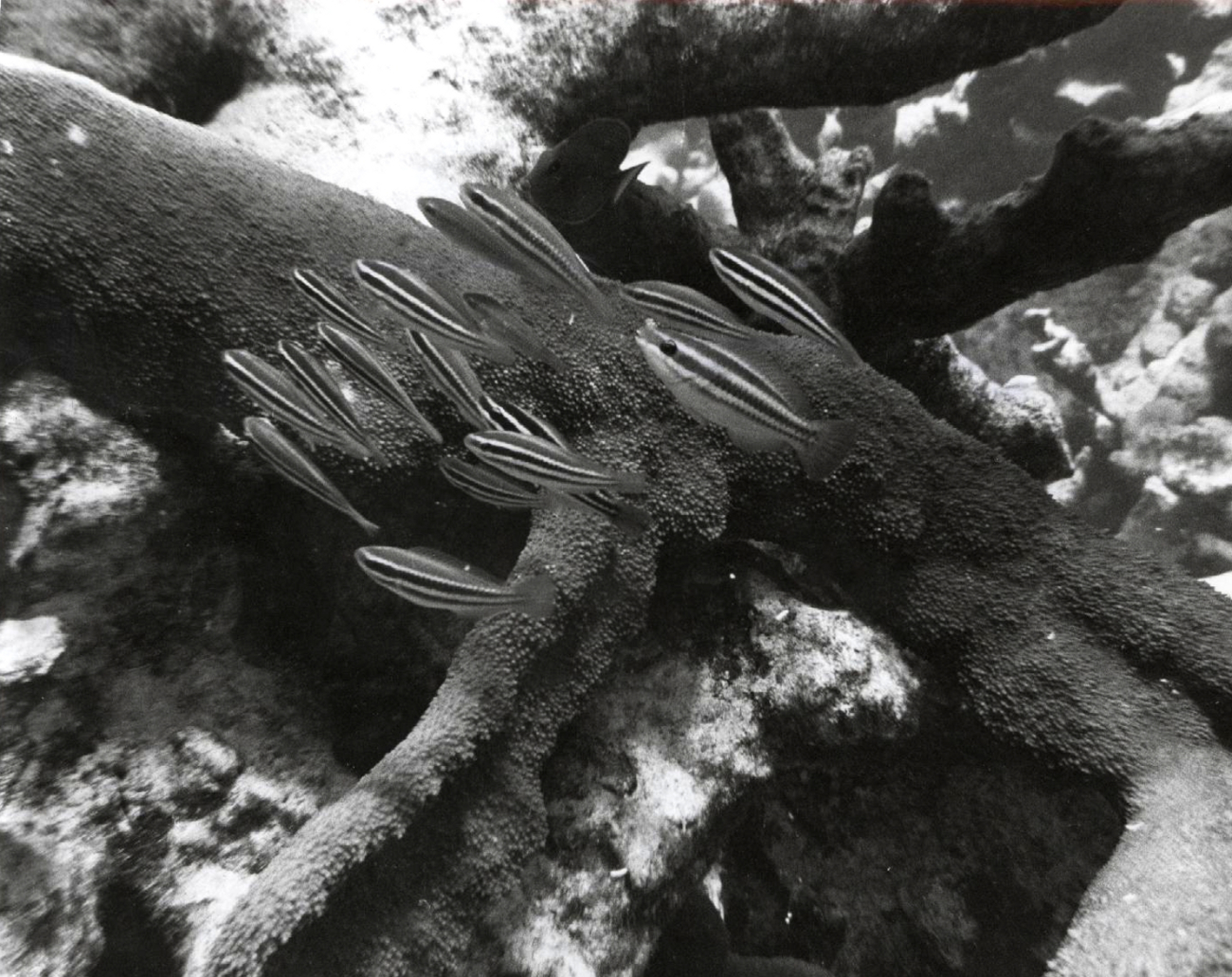 Scenes among massive elkhorn coral near underwater trail
