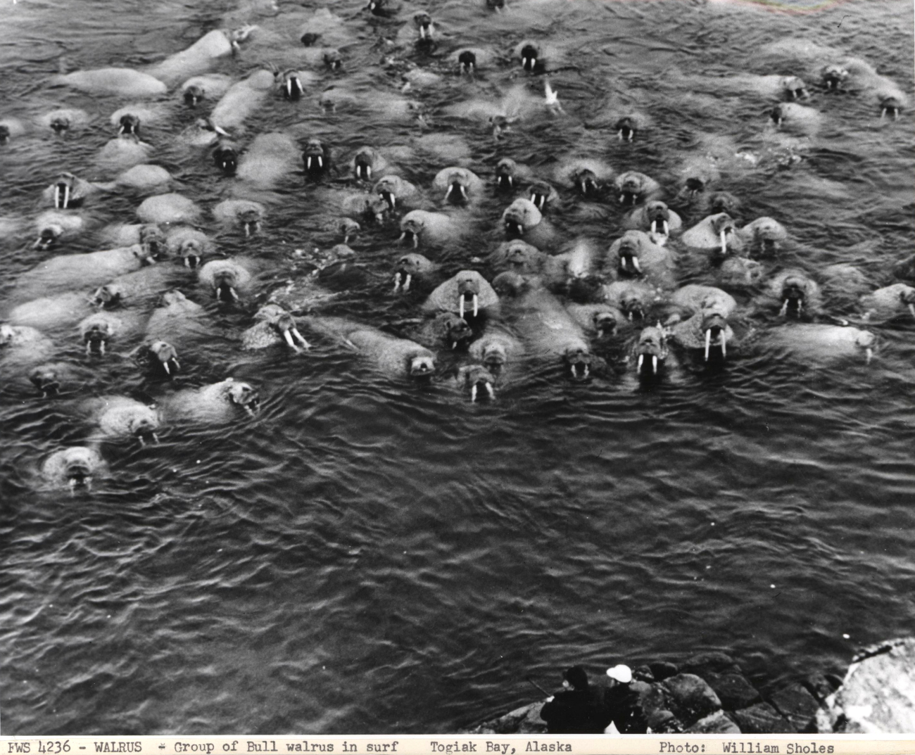 Group of bull walrus in the water with fisheries observers on rocks