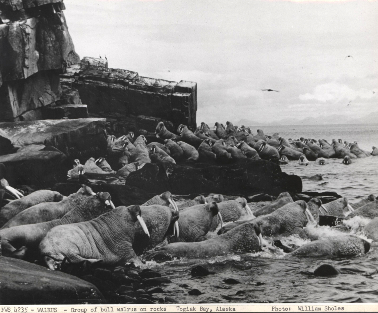 Group of bull walrus on rocks