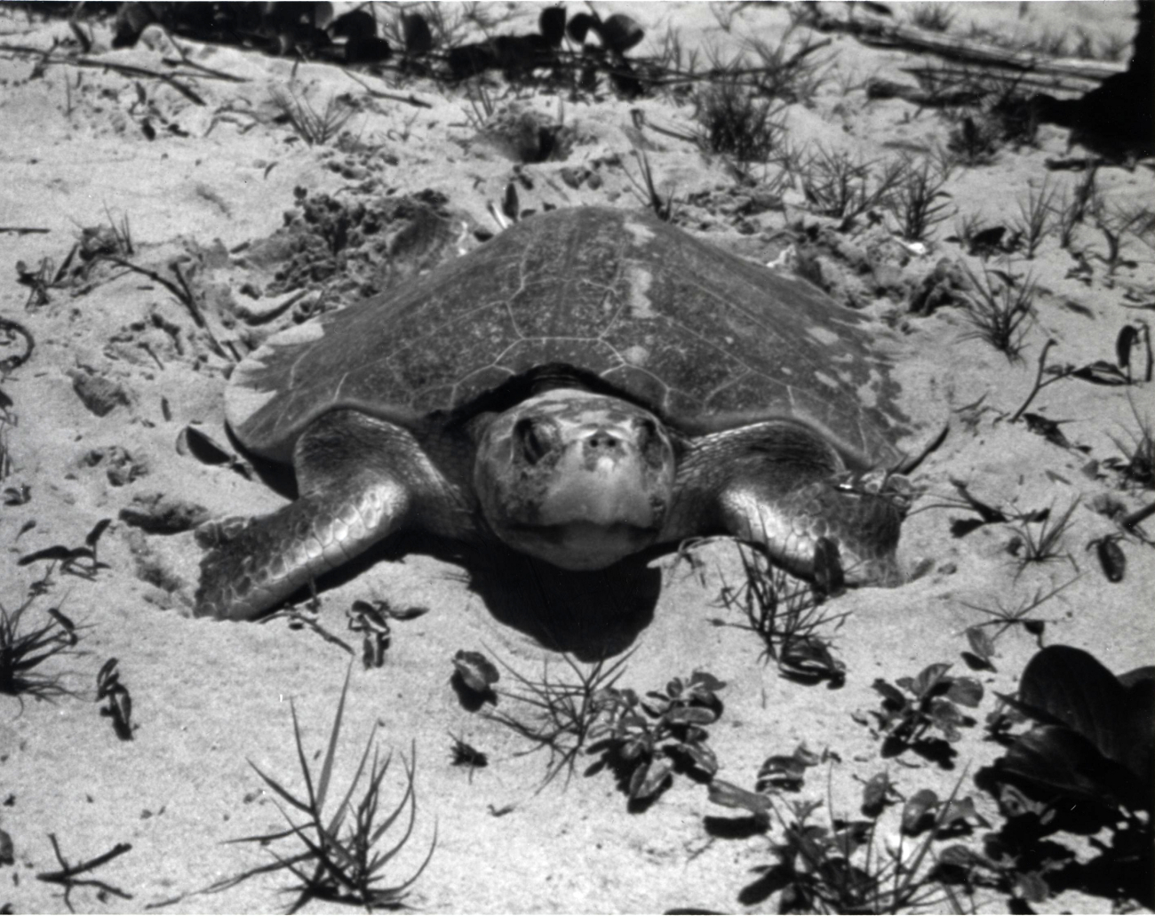 Nesting Ridley turtle