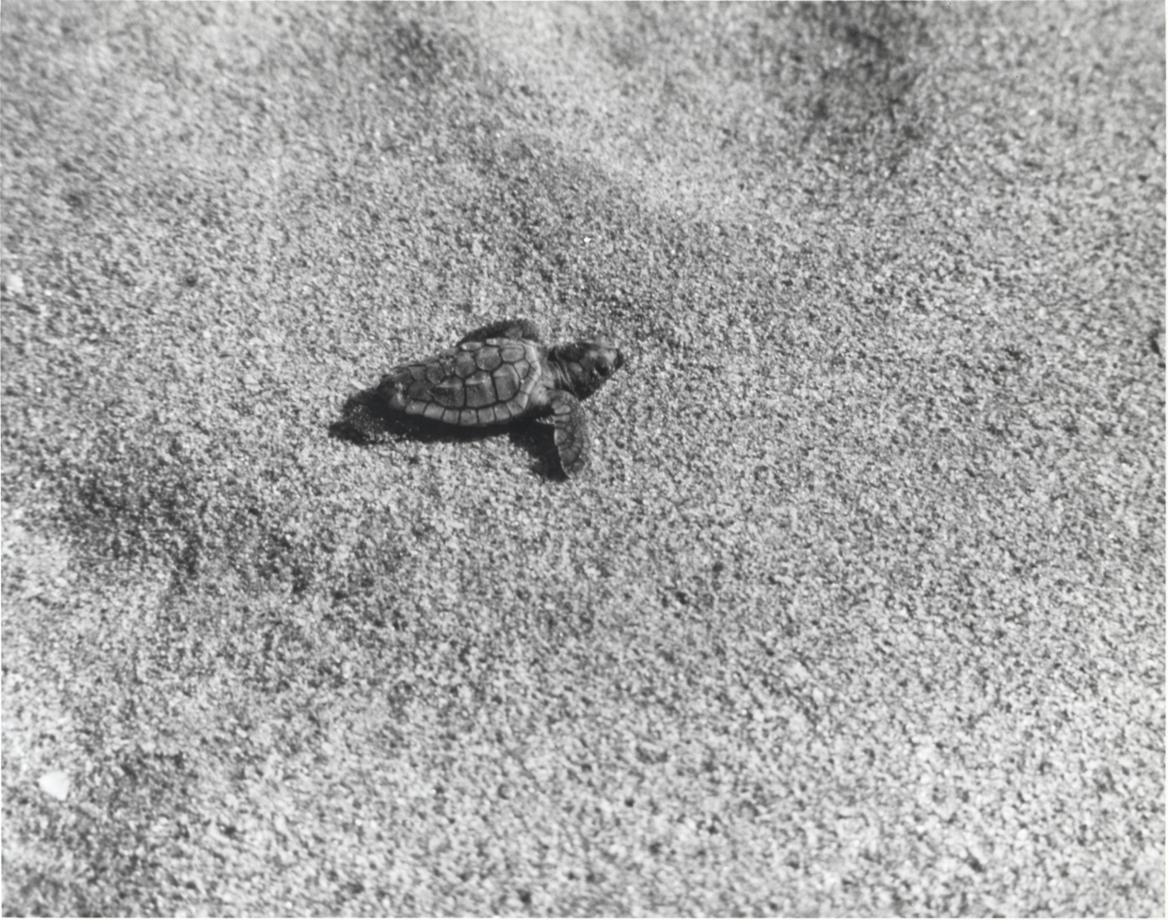 8-hour old loggerhead turtle making its way to the sea