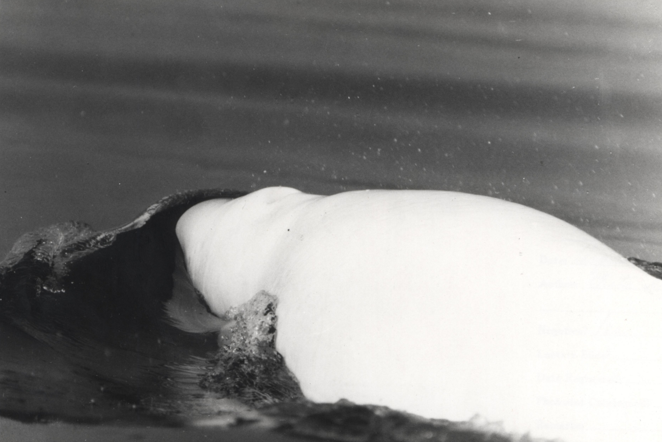 Beluga whale (Delphinapterus leucas)