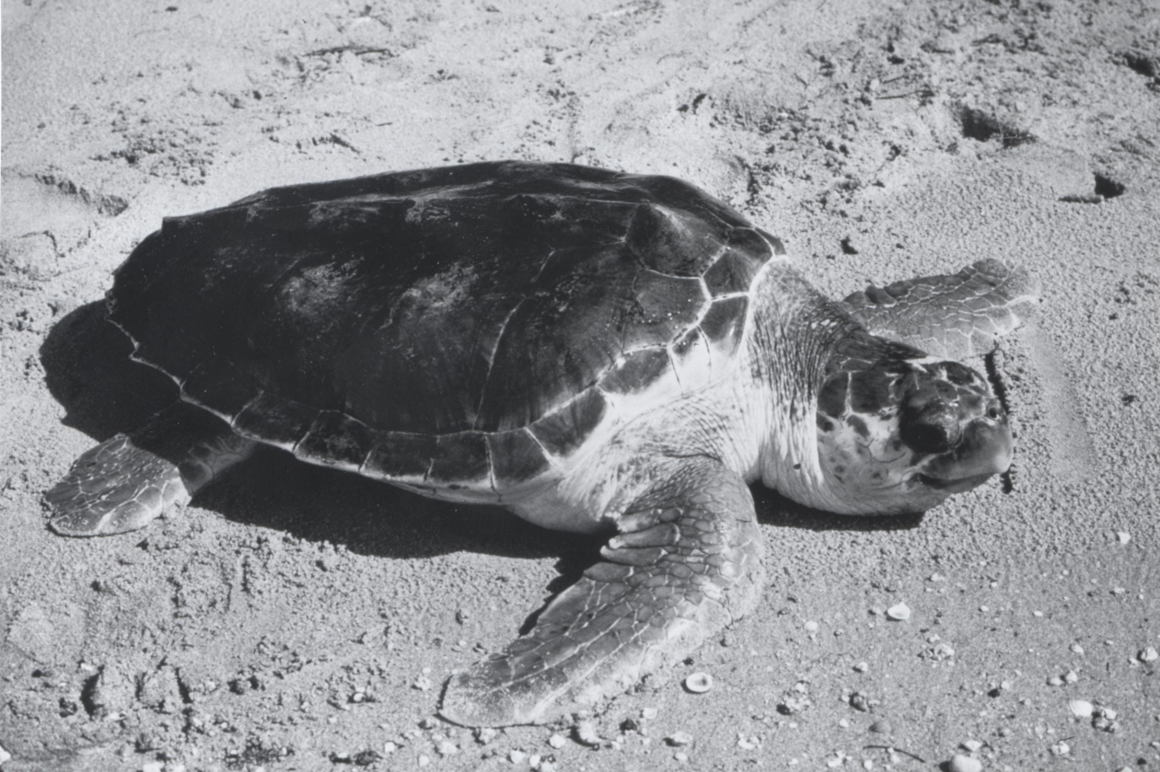 Loggerhead turtle on the beach