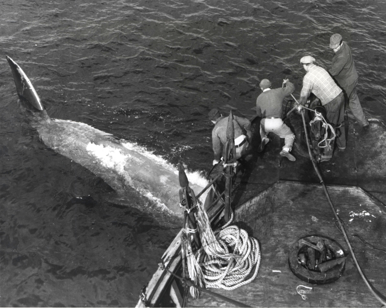 Tying up the flukes of a finback whale to the bow of a commercial whalingvessel
