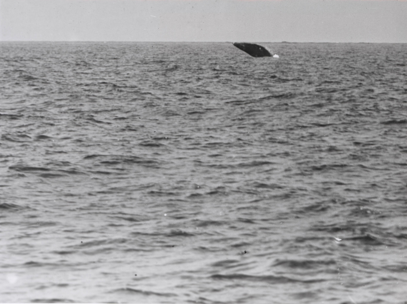Gray whale falling back after a high breach