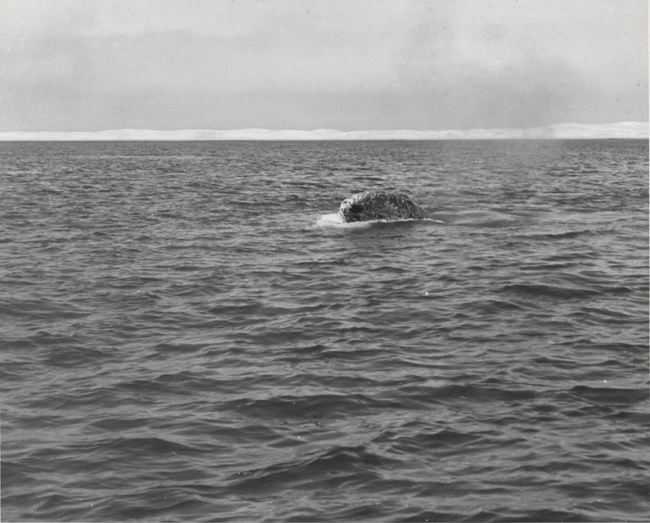 Gray whale rising low out of water to look-see