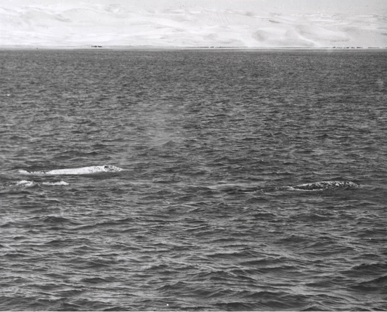 Three adult gray whales, probably two males and one female, meandering alongin social group preparatory to mating activities