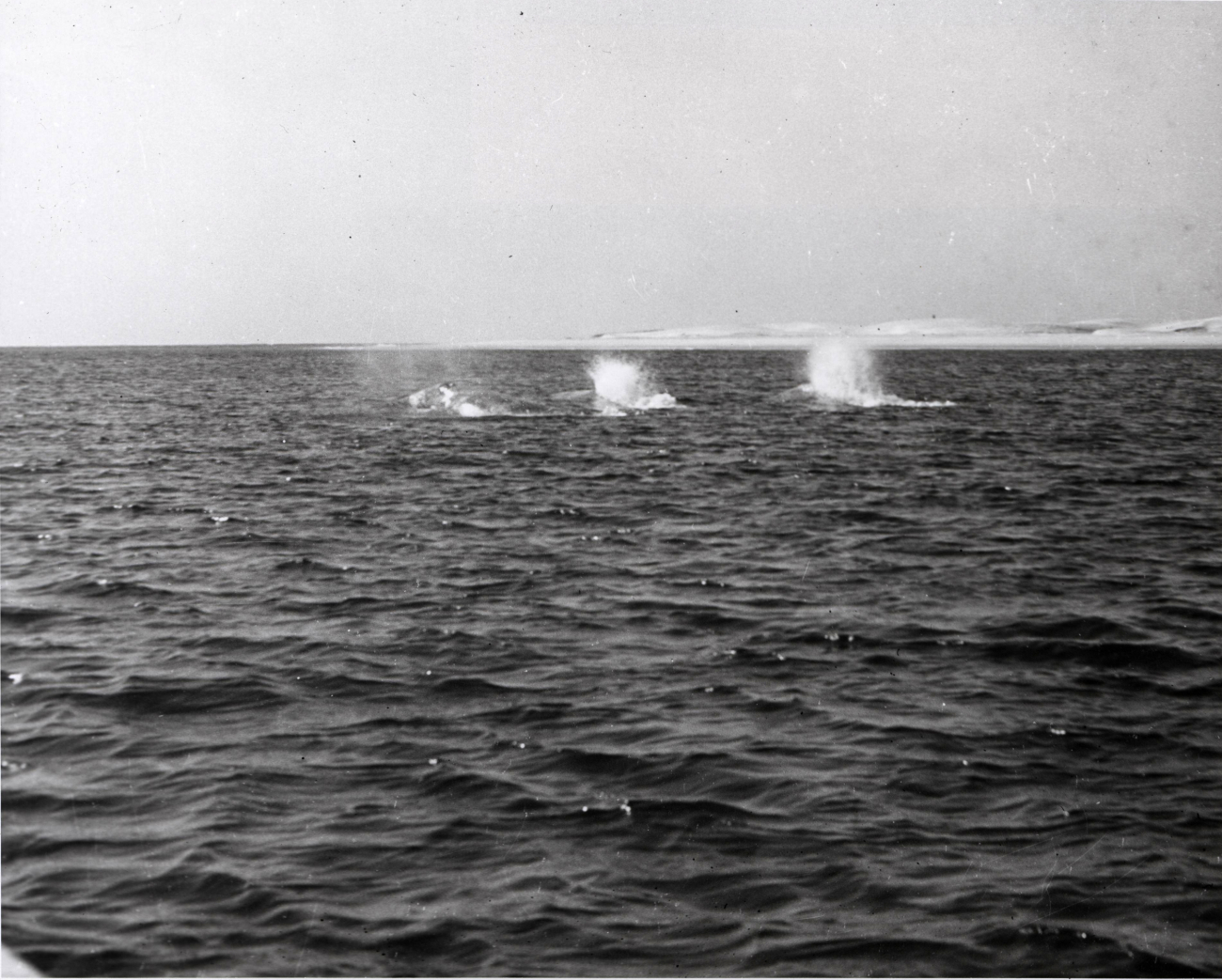 Three adult gray whales, probably two males and one female, plunging alongat about ten knots being pursued by observers in row boat